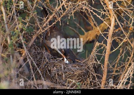 Guerriero da spettacolo (Sylvia conspicillata), maschio a nido, Fuerteventura, Spagna Foto Stock