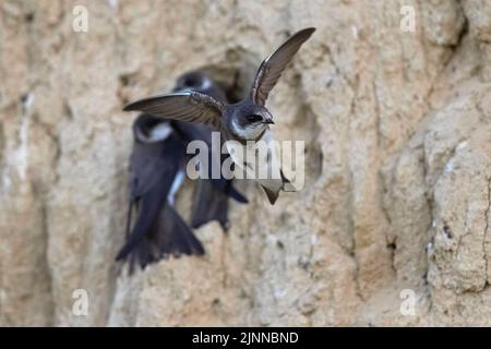 Sabbia martin (Riparia Riparia) in volo di fronte alla colonia di allevamento, Riserva della Biosfera del Delta del Danubio, Romania Foto Stock