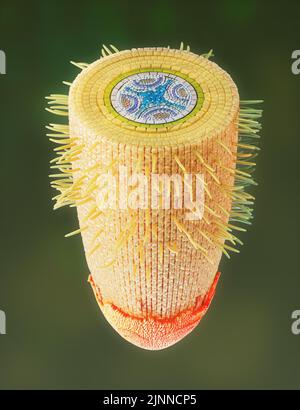 Pianta struttura di radice, illustrazione Foto Stock