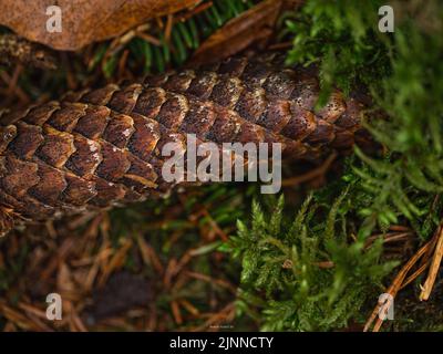 Coni di abete sul pavimento della foresta Foresta Nera, Unterhaugstett, Germania Foto Stock