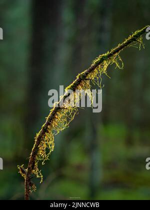 Muschio sul ramo nella Foresta Nera, Unterhaugstett, Germania Foto Stock