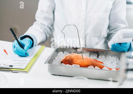 Ispettore di controllo qualità che esamina i pesci Foto Stock