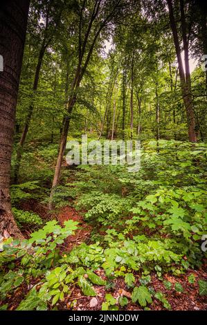 Foresta mista in Turingia sopra Jena, Jena, Turingia, Germania Foto Stock