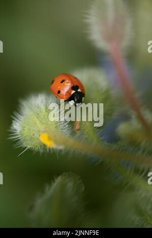 Ladybird su bocciolo di fiori Foto Stock