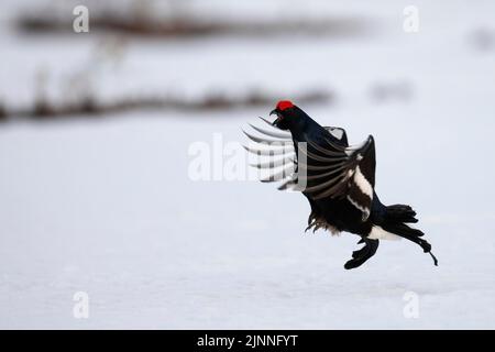 Black Grouse, Hamra National Park, Dalarna, Svezia Foto Stock