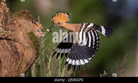 Hoopoe (Upupa epops) uccello vecchio che alimenta la larva del coleottero al giovane uccello, foraggio, alimentazione, riserva della biosfera dell'Elba centrale, Sassonia-Anhalt, Germania Foto Stock