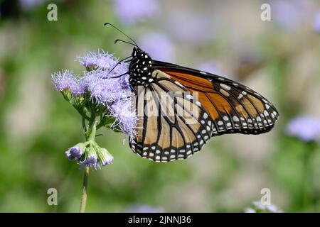 impianto ospite della monarch Foto Stock