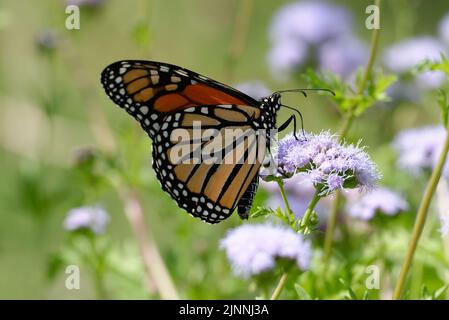 impianto ospite della monarch Foto Stock