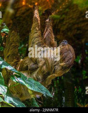 Inclinazione a due punte. Madre e cucciolo appesi da un ramo. Foto Stock