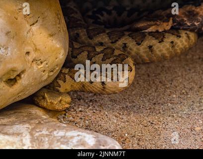 Viper corneo, Viper a naso lungo o sommatore comune di sabbia (Ammoditi Vipera) Foto Stock