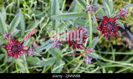 Marshlock viola Foto Stock