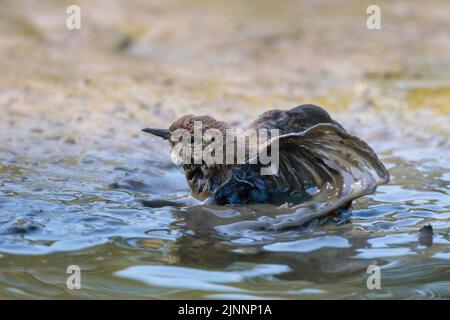 Barn Hill Pond, Wembley Park, Regno Unito. 11th agosto 2022. METEO NEL REGNO UNITO. Con le temperature nel Regno Unito ancora una volta in aumento fino alla metà degli anni '30s, un piccolo Wren (Troglodytidae) batte per liberarsi dal fango. L'incantesimo più secco in Inghilterra per 46 anni ha ridotto i livelli d'acqua abituali nello stagno ad un livello pericolosamente poco profondo. Oggi, 14 aree del Regno Unito sono state classificate come “in siccità” dall’Agenzia per l’ambiente. Amanda Rose/Alamy Live News Foto Stock