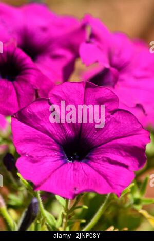 Petunias crescere in Hanging Basket nel giardino posteriore Hook Norton Oxfordshire Inghilterra regno unito Foto Stock