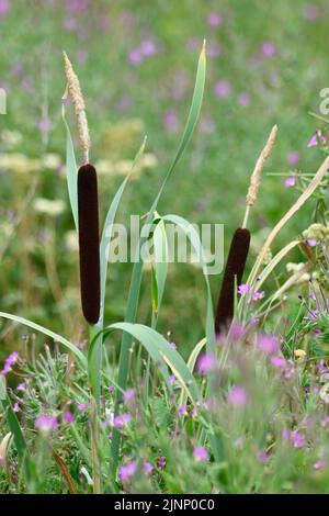 Bullrushes (Typha Latifolia) in un Pond Hook Norton Oxfordshire Inghilterra uk Foto Stock