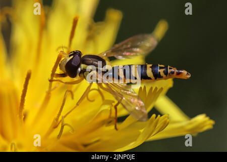 Long Hoverfly - Sphaerophoria scripta - maschio Foto Stock