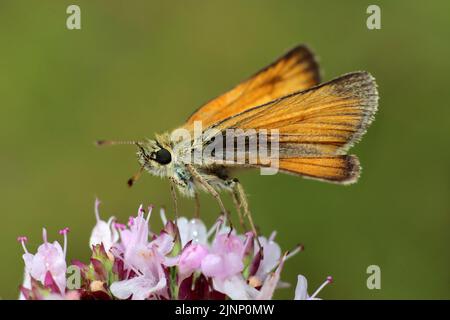 Piccola Skipper Butterfly Thymelicus sylvestris Foto Stock