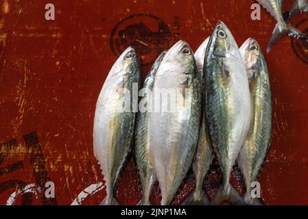 Panaji Goa India Aprile 9 2022: Donna pescatrice che vende pesce appena pescato nel mercato locale Panjim a Goa India Foto Stock