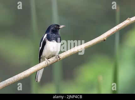 Primo piano foto di un robin orientale magpie (maschio). Foto Stock