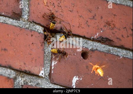 Attività intensa all'ingresso di un nido di calabrone in muratura con calabrone di guardia e ventilazione (Vespa crabro) Foto Stock
