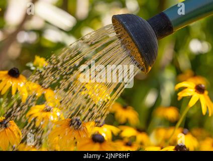 Wimbledon, Londra, Regno Unito. 13 agosto 2022. Con Londra ancora una volta che sweltering nella alta 30s Tamigi acqua annunciare un possibile divieto di tubo di hosepipe e chiedere alla gente di usare l'acqua con attenzione durante l'estate più secca per 50 anni. I giardinieri dovrebbero ricorrere ad annaffiare le piante con un annaffiamento può e dimenticare di annaffiare i prati erbosi. Credit: Malcolm Park/Alamy Live News Foto Stock