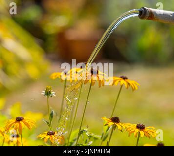 Wimbledon, Londra, Regno Unito. 13 agosto 2022. Con Londra ancora una volta che sweltering nella alta 30s Tamigi acqua annunciare un possibile divieto di tubo di hosepipe e chiedere alla gente di usare l'acqua con attenzione durante l'estate più secca per 50 anni. I giardinieri dovrebbero ricorrere ad annaffiare le piante con un annaffiamento può e dimenticare di annaffiare i prati erbosi. Credit: Malcolm Park/Alamy Live News Foto Stock