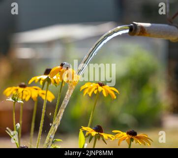 Wimbledon, Londra, Regno Unito. 13 agosto 2022. Con Londra ancora una volta che sweltering nella alta 30s Tamigi acqua annunciare un possibile divieto di tubo di hosepipe e chiedere alla gente di usare l'acqua con attenzione durante l'estate più secca per 50 anni. I giardinieri dovrebbero ricorrere ad annaffiare le piante con un annaffiamento può e dimenticare di annaffiare i prati erbosi. Credit: Malcolm Park/Alamy Live News Foto Stock