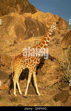 La giraffa reticolata è in piedi da cespuglio su rocce Foto Stock