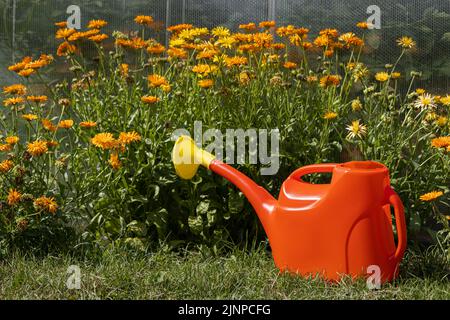 un'annaffiatura di plastica rossa può essere appoggiata sullo sfondo di un giardino fiorito. Foto di alta qualità Foto Stock