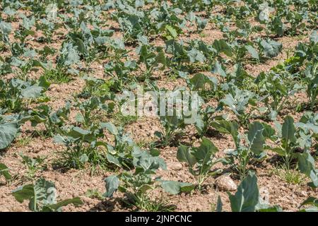 Brassica coltura che cresce in campo - può essere cavolo o rape. Per le colture di radici, la coltivazione di ortaggi commerciali nel Regno Unito, l'agricoltura arabile nel Regno Unito, la famiglia dei cavoli. Foto Stock