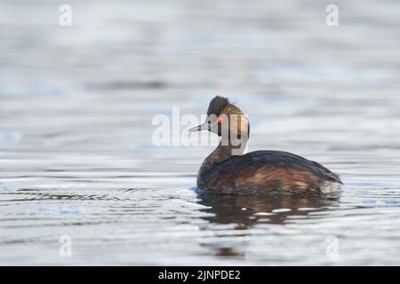 Earred Grebe (Podiceps nigricollis) nel piumaggio di allevamento che transita in piumaggio non-breeding Foto Stock