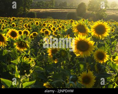 Campo di girasole in serata con campagna sullo sfondo 2022 agosto Foto Stock