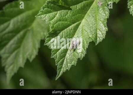 Punta di Hogweed / Heracleum sphondylium foglia punta primo piano con una certa specie di casa-mosca tipo insetto isolato (ma non identificato - può essere solo una casalinga). Foto Stock