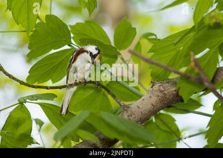 Chestnut facciate trillo (Setophaga pensylvanica) Foto Stock