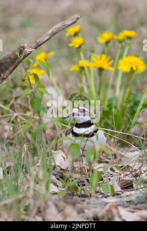 Killdeer (Charadrius vociferus) Foto Stock