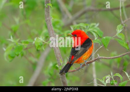 Scarlatto Tanager (Piranga olivacea) arroccato su un ramo Foto Stock