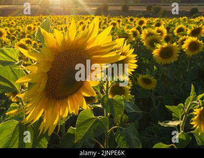 Campo di girasole in luce serale Oxfordshire Agosto 2022 Foto Stock