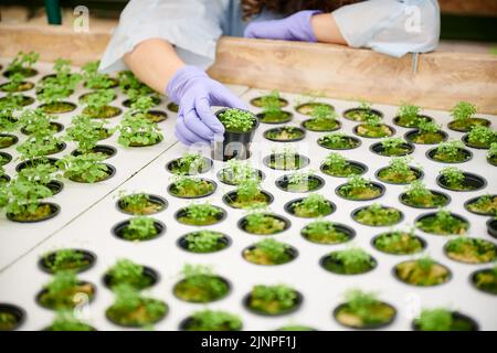 Primo piano della mano di donna in guanti da giardino sterili pentola di tenuta con piante verdi piantine. Giardiniere femminile in piedi vicino alla mensola della serra con i vassoi del seme mentre tiene i germogli della pianta. Foto Stock