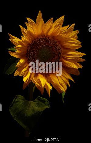 Fiore di girasole giallo primo piano su sfondo scuro Moody Foto Stock