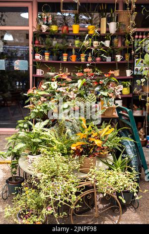 Ingresso al negozio di fiori. Carrello con piante da interno. Cactus in tazze varie sono sugli scaffali Foto Stock