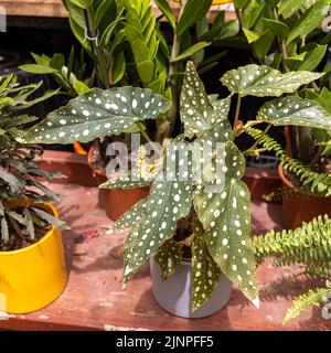 Home pianta begonia maculata in una pentola di ceramica sul davanzale come decorazione domestica. Foto Stock