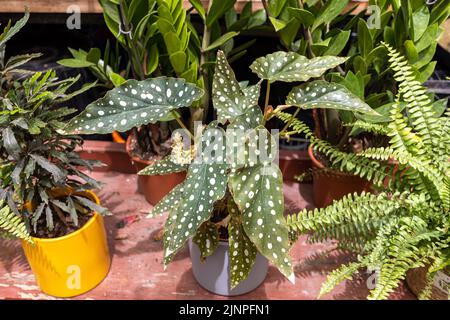 Home pianta begonia maculata in una pentola di ceramica sul davanzale come decorazione domestica. Foto Stock