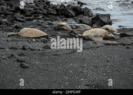 hawksbill tartarughe marine o eretmochelys imbricata che emergono dall'oceano sulla spiaggia di sabbia nera di punaluu Foto Stock