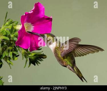 Hummingbird gygar raduno Ruby-throated Foto Stock