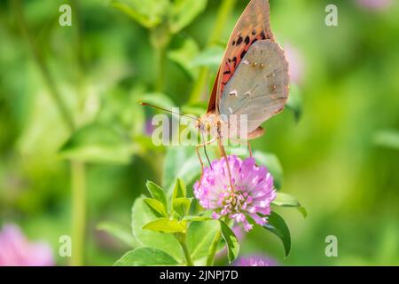 Il verde scuro fritillary farfalla raccoglie nettare su fiore. La Speyeria aglaja, precedentemente conosciuta come Argynnis aglaja, è una specie di farfalla della f Foto Stock