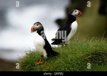 Le puffine sono viste dalle scogliere dell'isola di Heimaey, Vestmannaeyjar, Islanda. L'arcipelago di Vestmannaeyjar ospita più di 700.000 paia di puffini che migrano verso le isole per la stagione di nidificazione ogni estate. Tuttavia, questa stagione ha visto un grande calo di puffins dovuto la mancanza di alimento e di cambiamento di clima. Data immagine: Giovedì 11 agosto 2022. Foto Stock