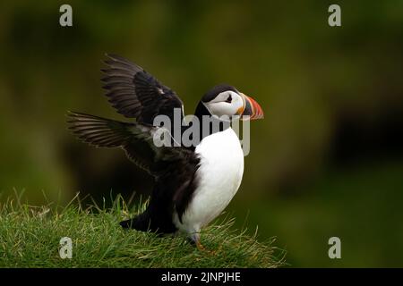 Un puffins è visto dalle scogliere dell'isola di Heimaey, Vestmannaeyjar, Islanda. L'arcipelago di Vestmannaeyjar ospita più di 700.000 paia di puffini che migrano verso le isole per la stagione di nidificazione ogni estate. Tuttavia, questa stagione ha visto un grande calo di puffins dovuto la mancanza di alimento e di cambiamento di clima. Data immagine: Giovedì 11 agosto 2022. Foto Stock