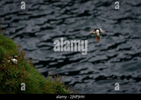 Le puffine sono viste dalle scogliere dell'isola di Heimaey, Vestmannaeyjar, Islanda. L'arcipelago di Vestmannaeyjar ospita più di 700.000 paia di puffini che migrano verso le isole per la stagione di nidificazione ogni estate. Tuttavia, questa stagione ha visto un grande calo di puffins dovuto la mancanza di alimento e di cambiamento di clima. Data immagine: Giovedì 11 agosto 2022. Foto Stock