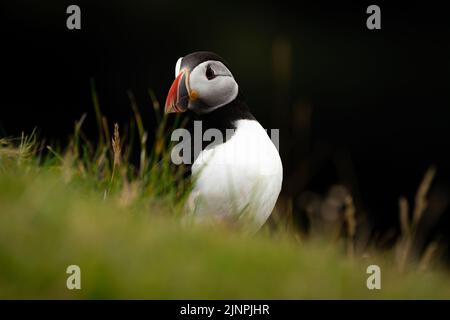 Un puffins è visto dalle scogliere dell'isola di Heimaey, Vestmannaeyjar, Islanda. L'arcipelago di Vestmannaeyjar ospita più di 700.000 paia di puffini che migrano verso le isole per la stagione di nidificazione ogni estate. Tuttavia, questa stagione ha visto un grande calo di puffins dovuto la mancanza di alimento e di cambiamento di clima. Data immagine: Giovedì 11 agosto 2022. Foto Stock