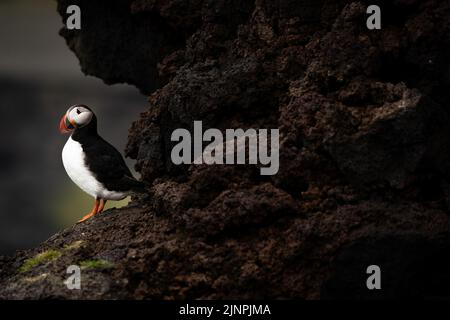 Un puffins è visto dalle scogliere dell'isola di Heimaey, Vestmannaeyjar, Islanda. L'arcipelago di Vestmannaeyjar ospita più di 700.000 paia di puffini che migrano verso le isole per la stagione di nidificazione ogni estate. Tuttavia, questa stagione ha visto un grande calo di puffins dovuto la mancanza di alimento e di cambiamento di clima. Data immagine: Giovedì 11 agosto 2022. Foto Stock