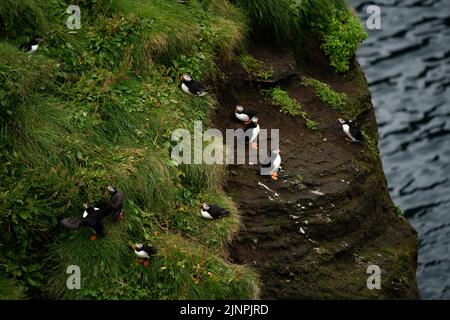 Le puffine sono viste dalle scogliere dell'isola di Heimaey, Vestmannaeyjar, Islanda. L'arcipelago di Vestmannaeyjar ospita più di 700.000 paia di puffini che migrano verso le isole per la stagione di nidificazione ogni estate. Tuttavia, questa stagione ha visto un grande calo di puffins dovuto la mancanza di alimento e di cambiamento di clima. Data immagine: Giovedì 11 agosto 2022. Foto Stock